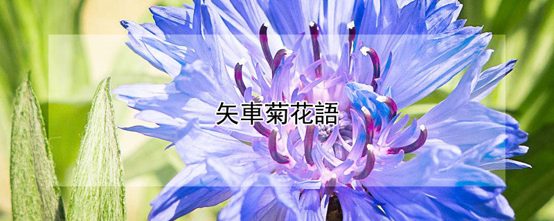 矢車菊花語（矢车菊花语和寓意）