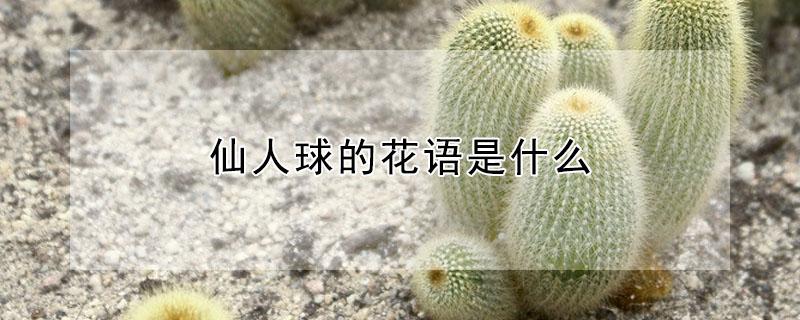 仙人球的花语是什么 仙人球花语是什么东西