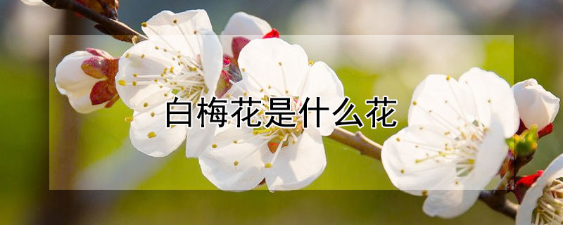 白梅花是什么花 白梅花是一种什么植物