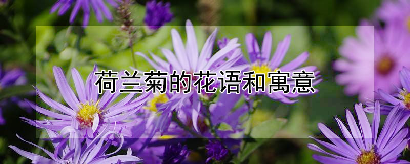 荷兰菊的花语和寓意 荷兰菊的花语和寓意是什么?