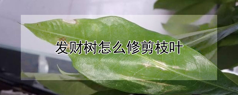 发财树怎么修剪枝叶 室内发财树怎么修剪枝叶
