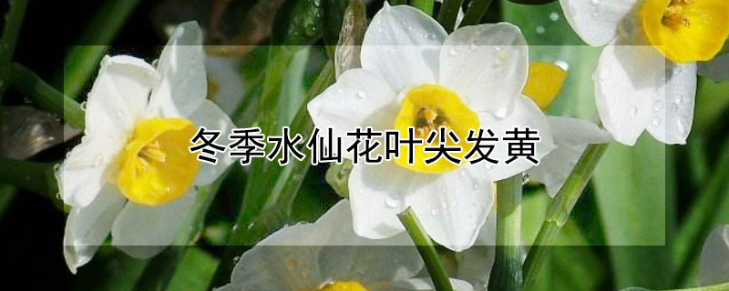 冬季水仙花叶尖发黄 冬季水仙花叶尖发黄什么原因
