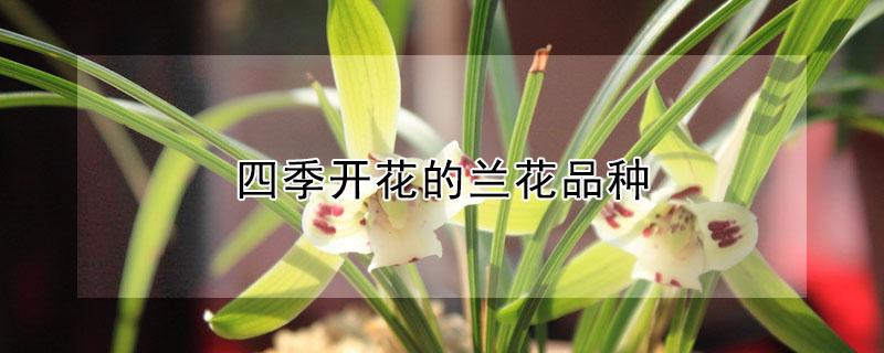 四季开花的兰花品种（四季开花的兰花品种大全）