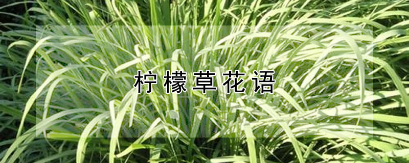 柠檬草花语（柠檬草花语卡通）