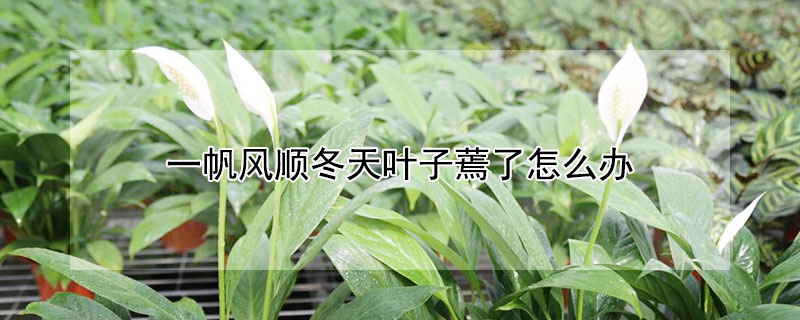 一帆风顺冬天叶子蔫了怎么办（冬天一帆风顺突然叶子全下垂了）