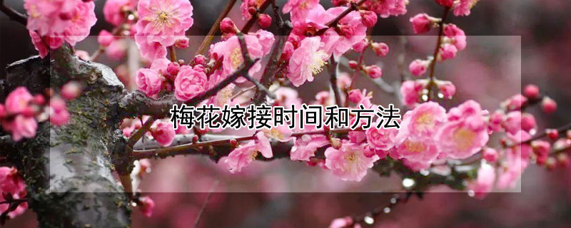 梅花嫁接时间和方法（看一下梅花嫁接视频）