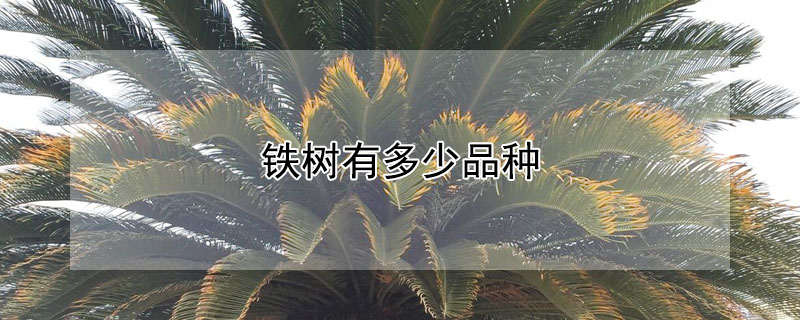铁树有多少品种 铁树有多少品种图片大全