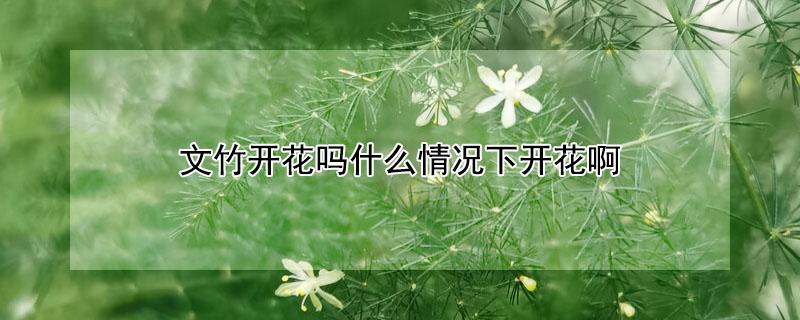 文竹开花吗什么情况下开花啊（文竹开花吗什么情况下开花啊）