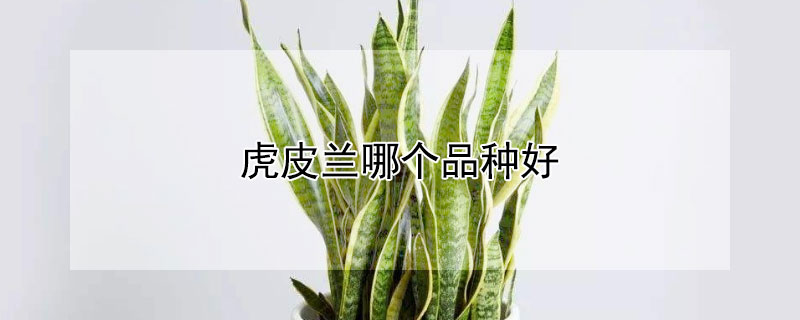 虎皮兰哪个品种好 虎皮兰哪个品种好看