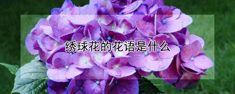 绣球花的花语是什么 绣球花的花语是什么,象征了什么?