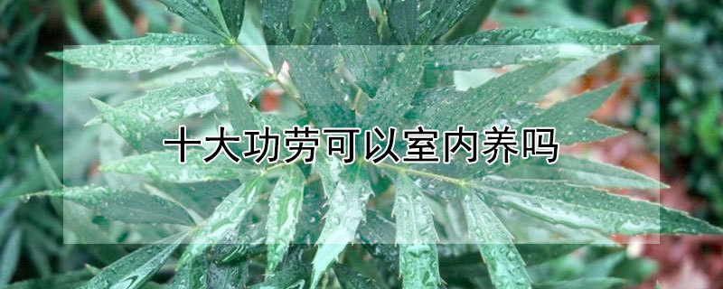 十大功劳可以室内养吗（十大功劳的养殖方法和注意事项）