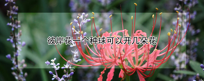 彼岸花一个种球可以开几朵花（彼岸花一个花盆可以种几棵）