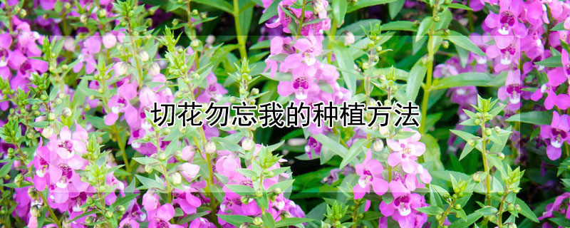 切花勿忘我的种植方法 切花勿忘我种子发芽图片