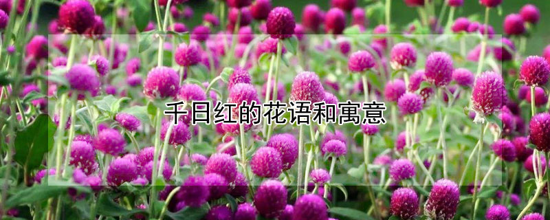千日红的花语和寓意（千日红的花语和寓意图片）