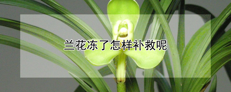 兰花冻了怎样补救呢 兰花冻了怎么处理
