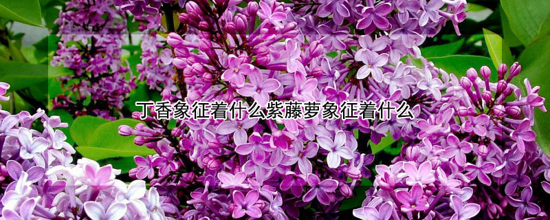 丁香象征着什么紫藤萝象征着什么（丁香是紫藤吗）