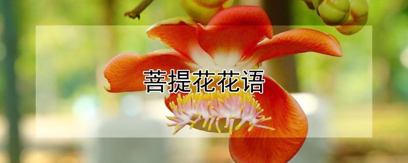 菩提花花语 菩提的花语