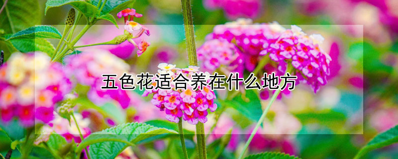 五色花适合养在什么地方（五色花适合养在什么地方好）