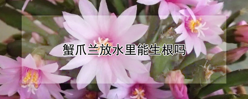 蟹爪兰放水里能生根吗 蟹爪兰放水里能生根吗视频