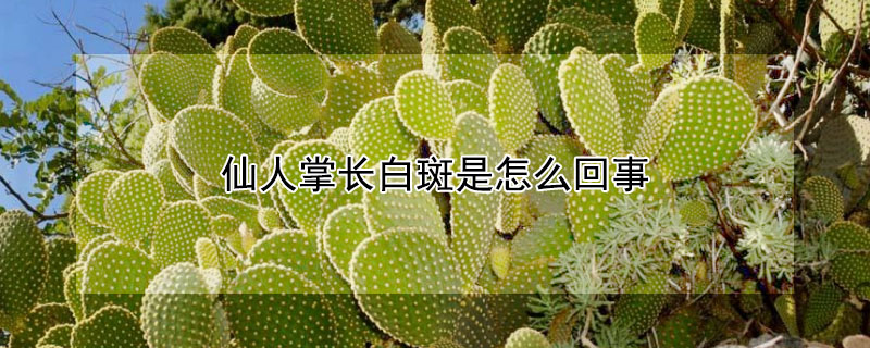 仙人掌长白斑是怎么回事（仙人掌长白斑是怎么回事图片）