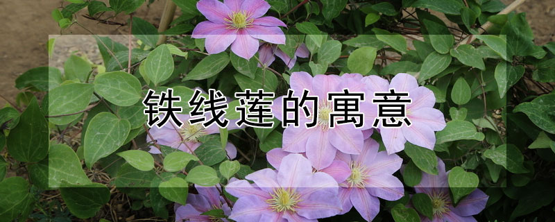 铁线莲的寓意 铁线莲的寓意和象征风水
