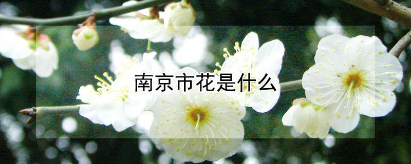 南京市花是什么 南京市花是什么树