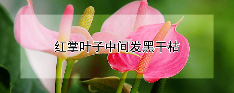 红掌叶子中间发黑干枯 红掌叶子中间发黑干枯需要剪掉吗