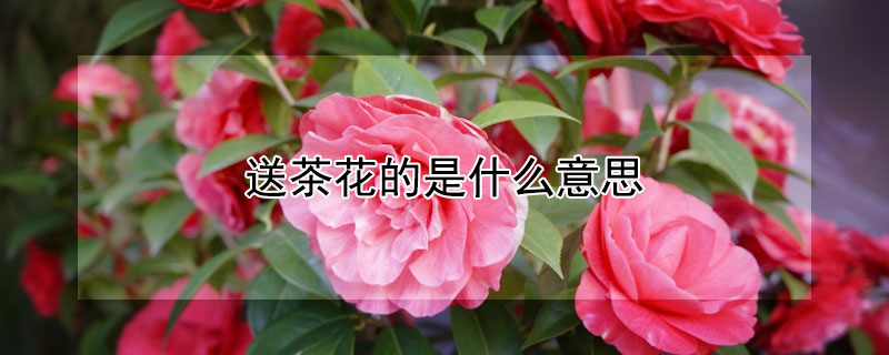 送茶花的是什么意思（送人茶花）