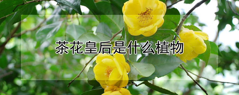 茶花皇后是什么植物 茶花皇后是什么植物类型