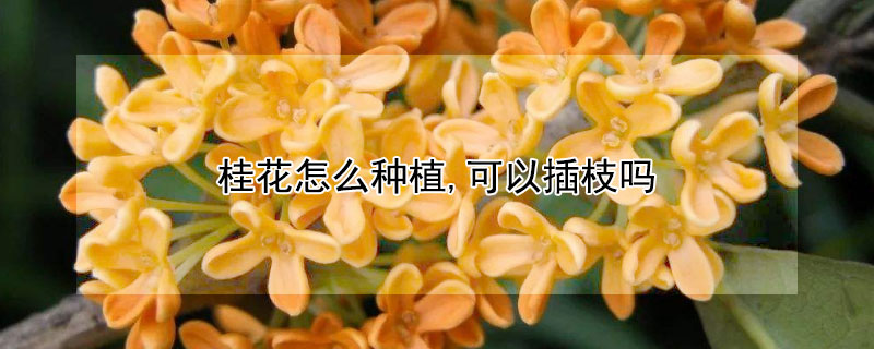 桂花怎么种植,可以插枝吗（桂花怎么种植可以插枝吗）