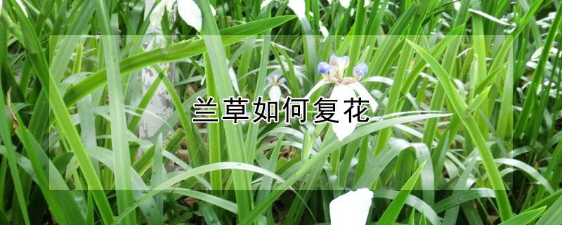 兰草如何复花 兰花复花变化是什么情况