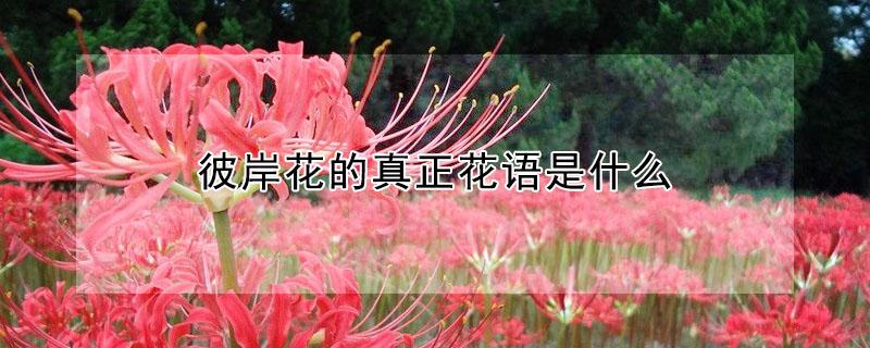 彼岸花的真正花语是什么（彼岸花）