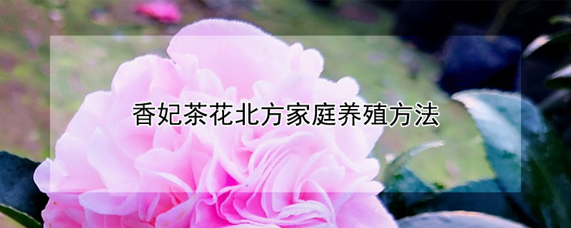 香妃茶花北方家庭养殖方法（香妃茶花的养殖方法和注意事项地殖）