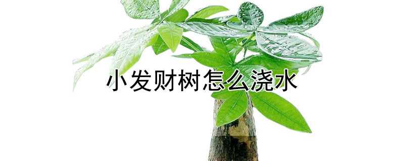 小发财树怎么浇水（小发财树怎么浇水视频教程）