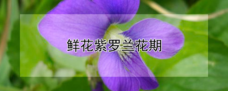 鲜花紫罗兰花期 鲜花紫罗兰花期多长