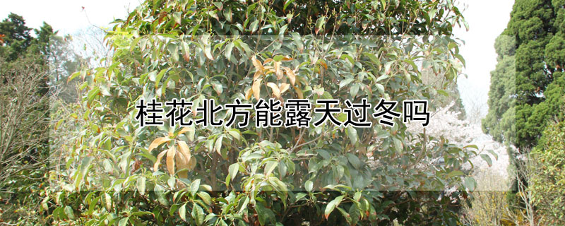 桂花北方能露天过冬吗 金桂树苗多少钱一棵