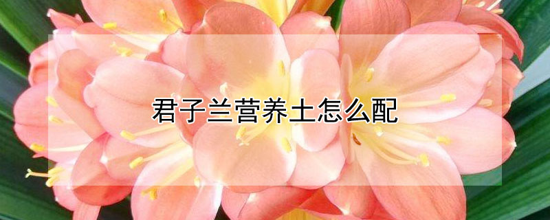 君子兰营养土怎么配 君子兰营养土怎么配比