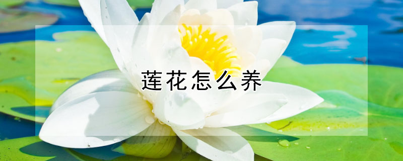 莲花怎么养 水培碗莲花怎么养