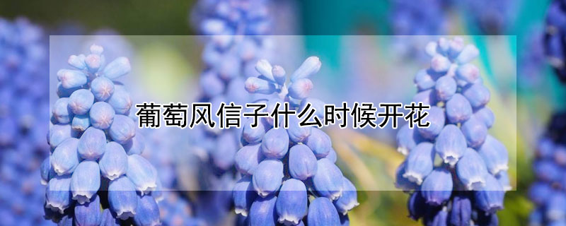 葡萄风信子什么时候开花 葡萄风信子什么时候开花啊