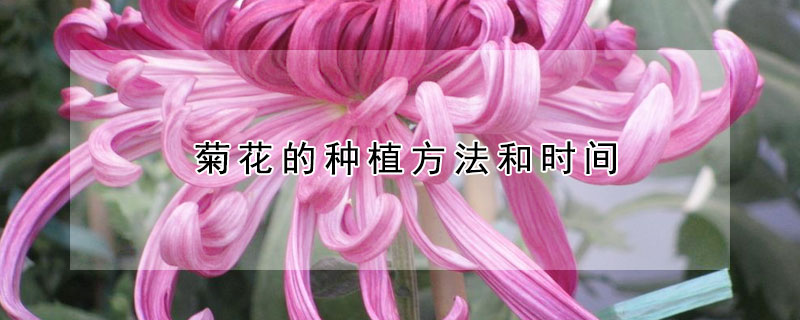菊花的种植方法和时间（菊花的种植方法和时间独本菊）
