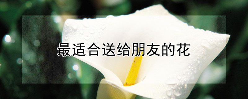 最适合送给朋友的花（最适合送给朋友的花）