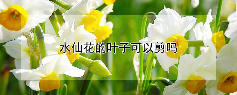 水仙花的叶子可以剪吗 水仙花的叶子可以剪吗