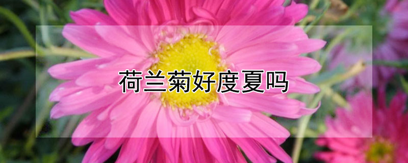 荷兰菊好度夏吗（荷兰菊好度夏吗图片）