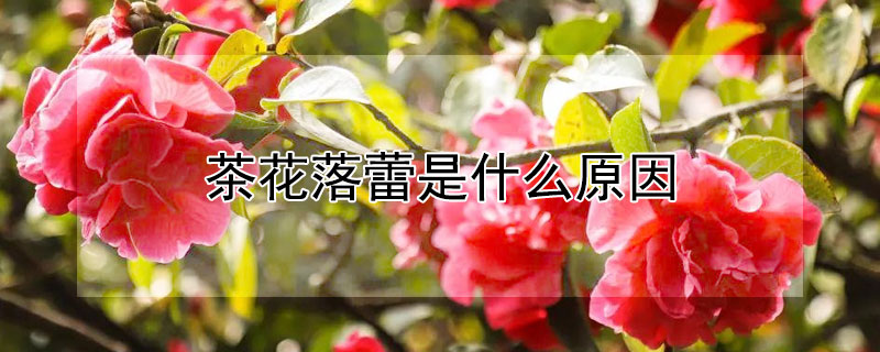 茶花落蕾是什么原因 茶花落蕾怎么办