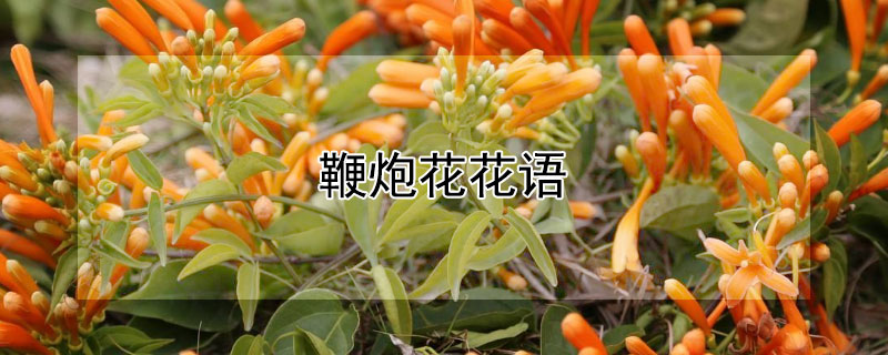 鞭炮花花语（鞭炮花又叫什么花）