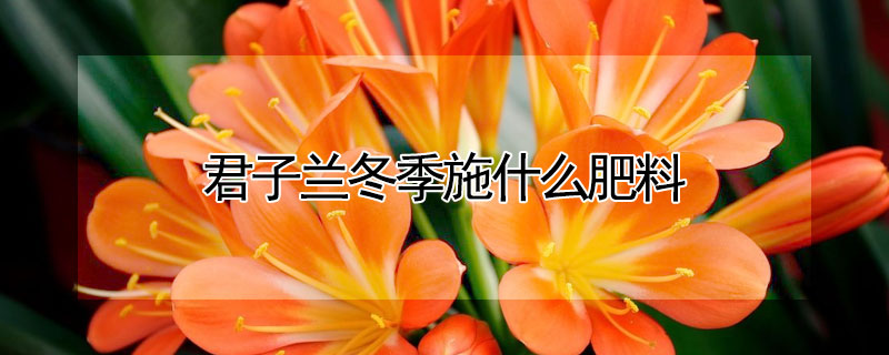 君子兰冬季施什么肥料 君子兰冬季施肥吗