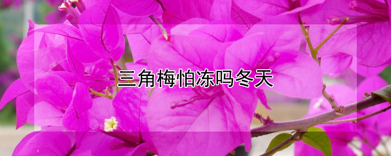 三角梅怕冻吗冬天（北方三角梅如何过冬）