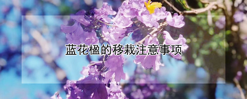 蓝花楹的移栽注意事项（蓝花楹的移栽注意事项有哪些）