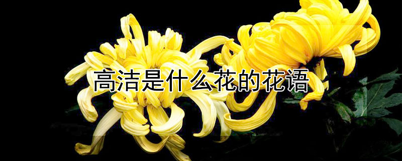 高洁是什么花的花语（高洁是指什么花）