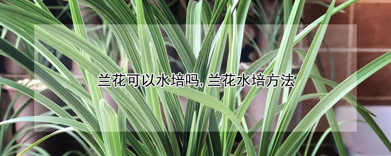 兰花可以水培吗,兰花水培方法（兰花可以水培吗,兰花水培方法是什么）